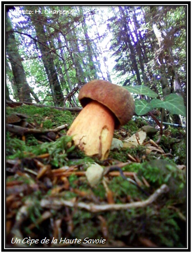 Cèpe de la Haute Savoie