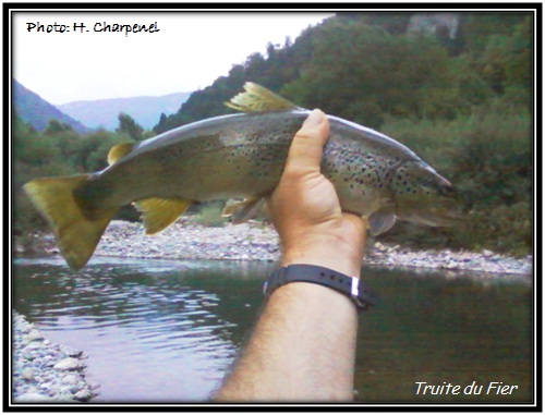 Truite du Fier  la mouche en sche