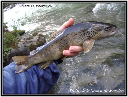 Truite fario sauvage de la Dranse de Morzine