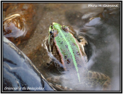 Grenouille du Beaujolais