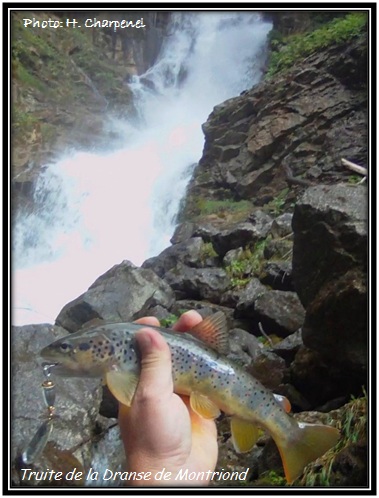 Truite de la Dranse de Montriond