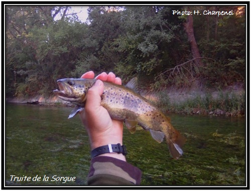 Truite de la Sorgue