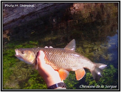 Chevesne de la Sorgue