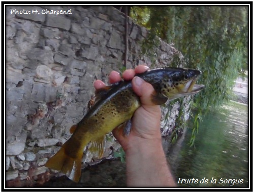 Truite de la Sorgue