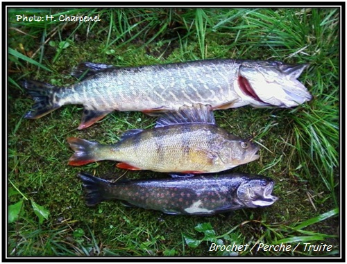 Brochet / Perche / Truite