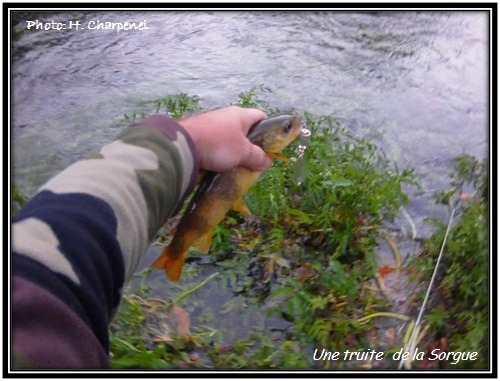 Truite de la Sorgue