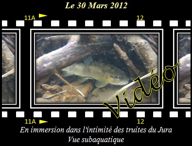 En immersion dans l'intimit des truites du Jura