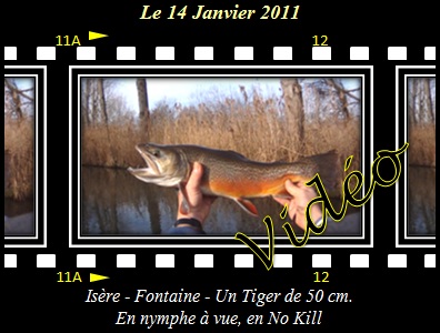 Tiger en nymphe  vue, en No Kill