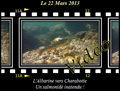 L'Albarine vers Charabotte. Un salmonid inatendu !