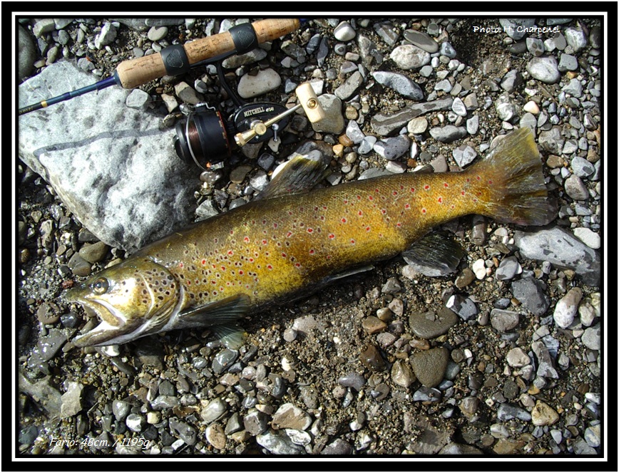 Fario  la cuillre dans le Borne