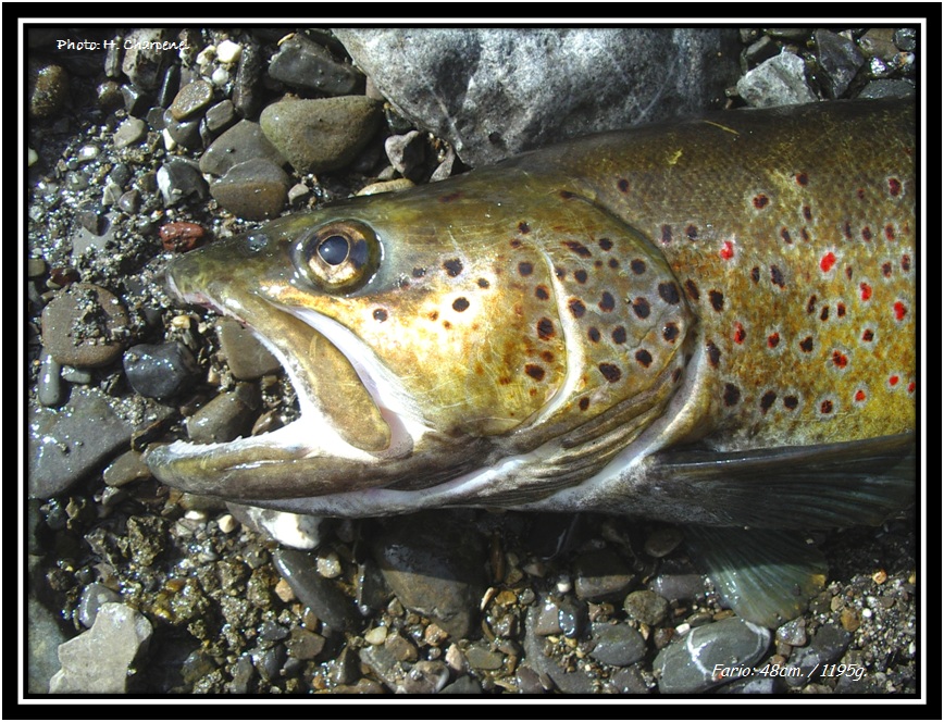 Fario à la cuillère dans le Borne