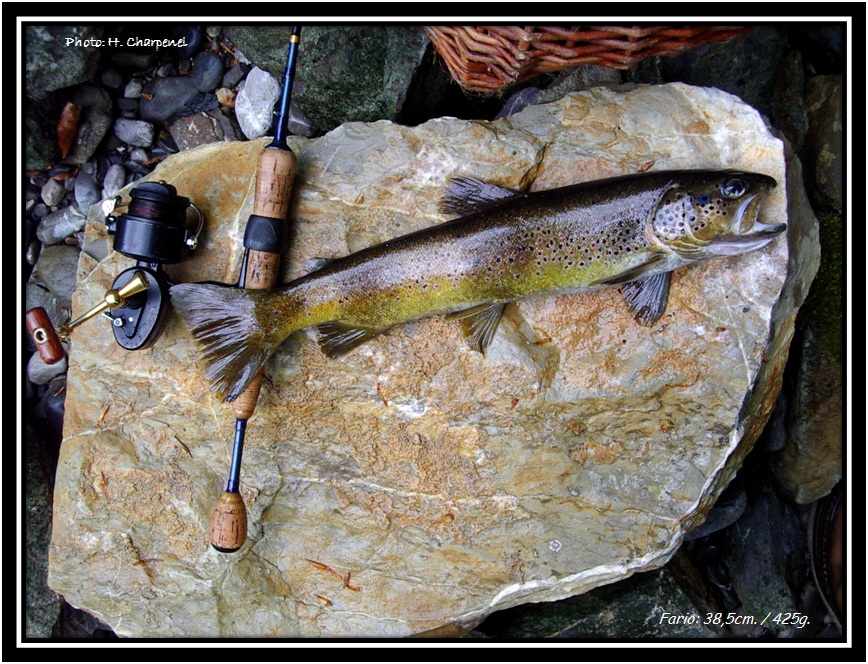 Fario  la cuillre dans le Borne