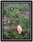 morilles