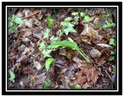 morilles