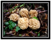 morilles