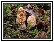 morilles