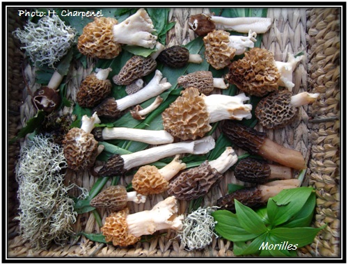 Morilles jura