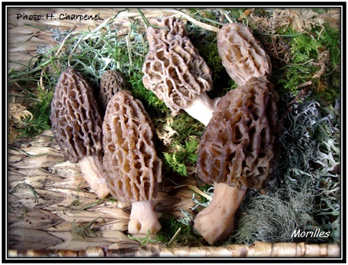 morilles