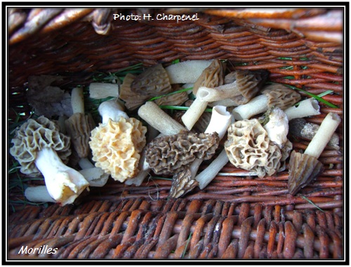 morilles  la pche